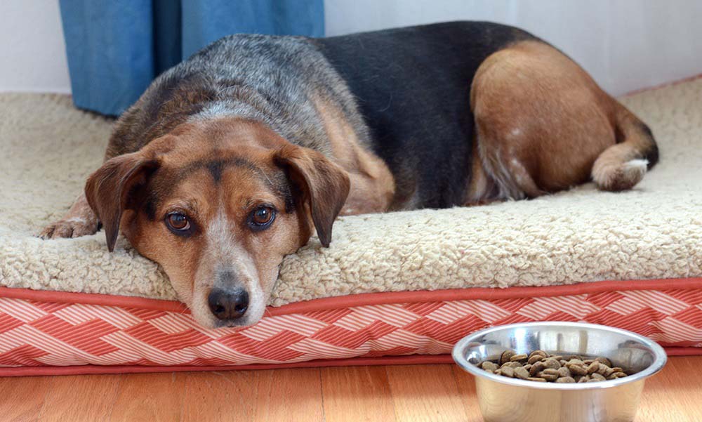 What Should You Feed Your Fur Friend Who’s Suffering from Kidney Disease?