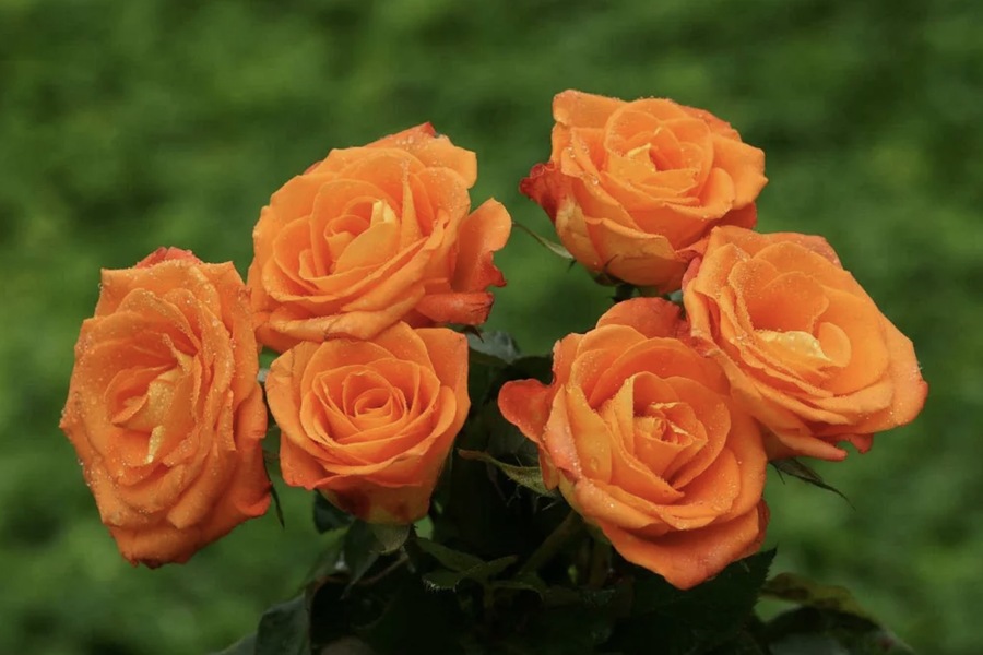 Orange Roses: A Symbol of Passion, Energy, and Success